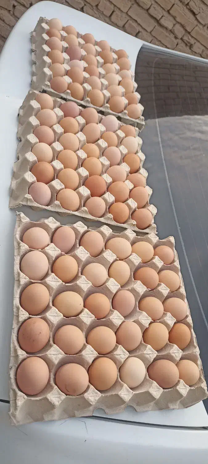 تخم مرغ بومی محلی تازه|خوردنی و آشامیدنی|اصفهان, ارداجی|دیوار