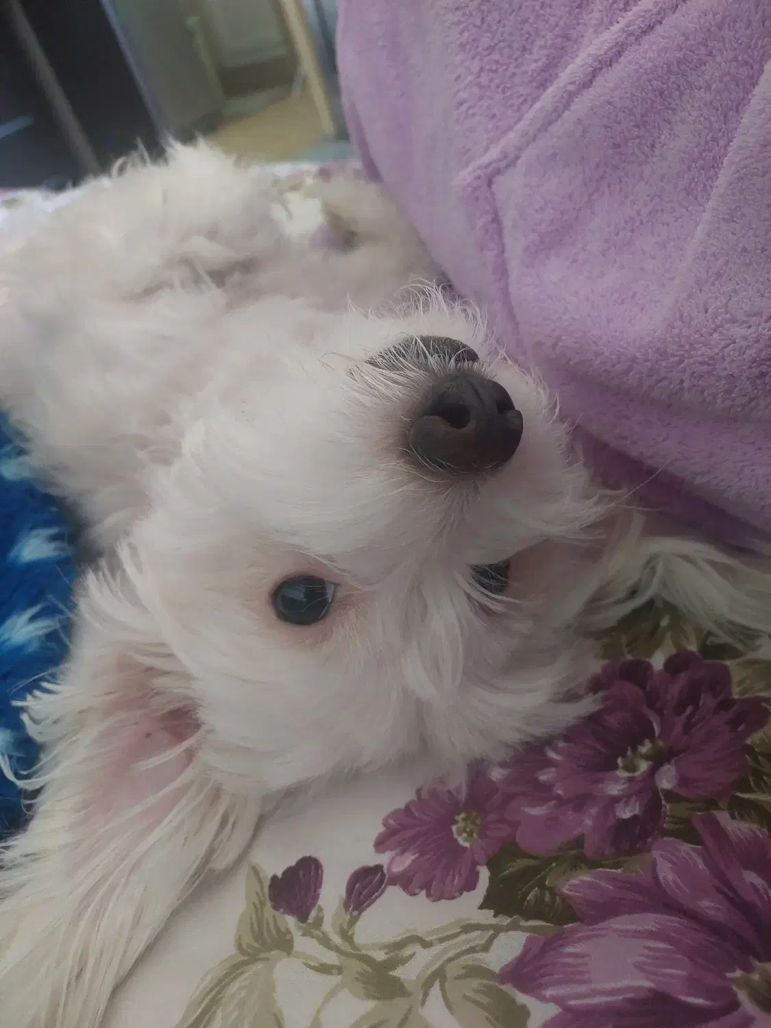 سگ شیتزو|سگ|صدرا-فارس, فاز ۱|دیوار