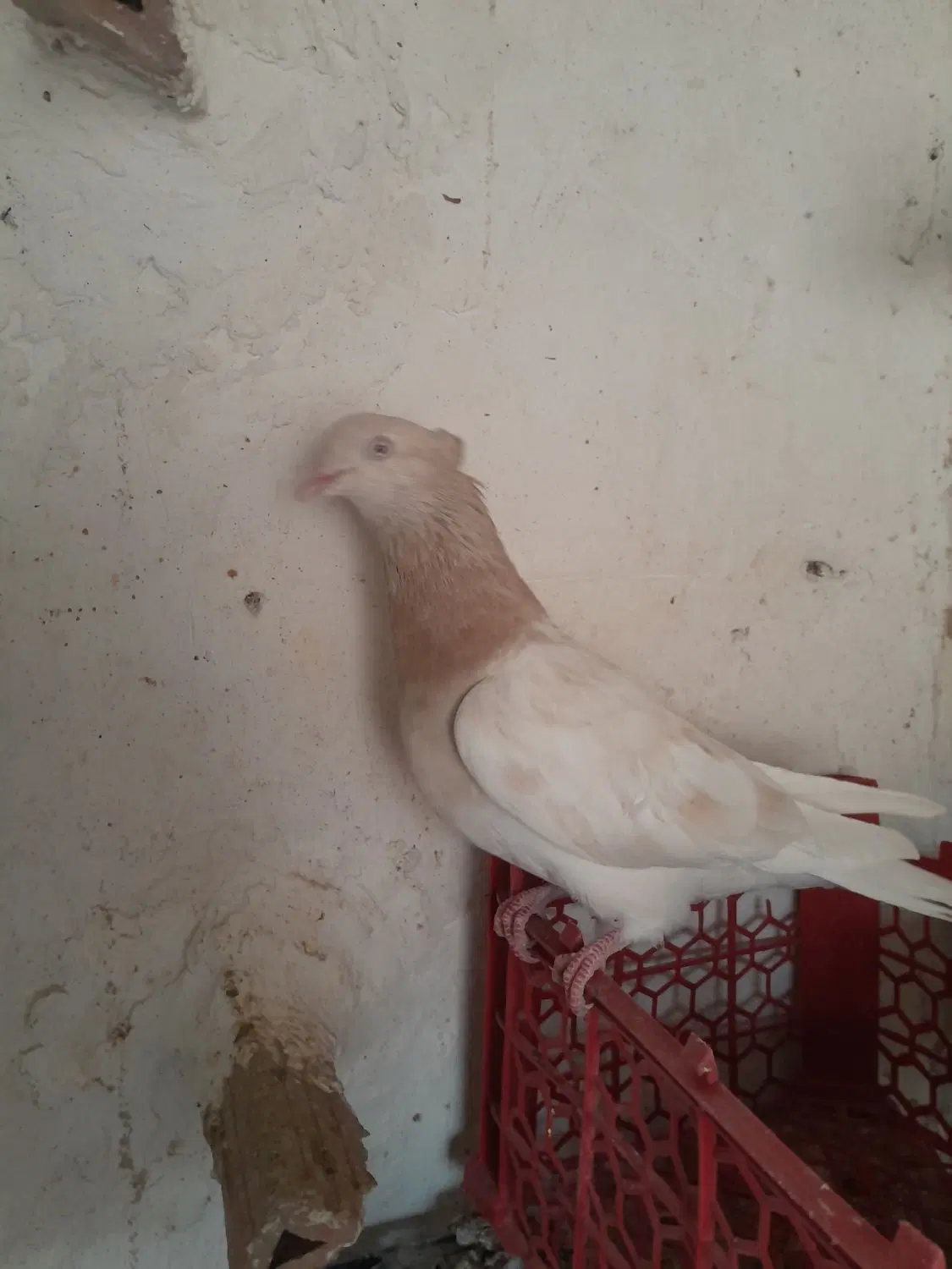 کله|پرنده|شیروان (خراسان), |دیوار