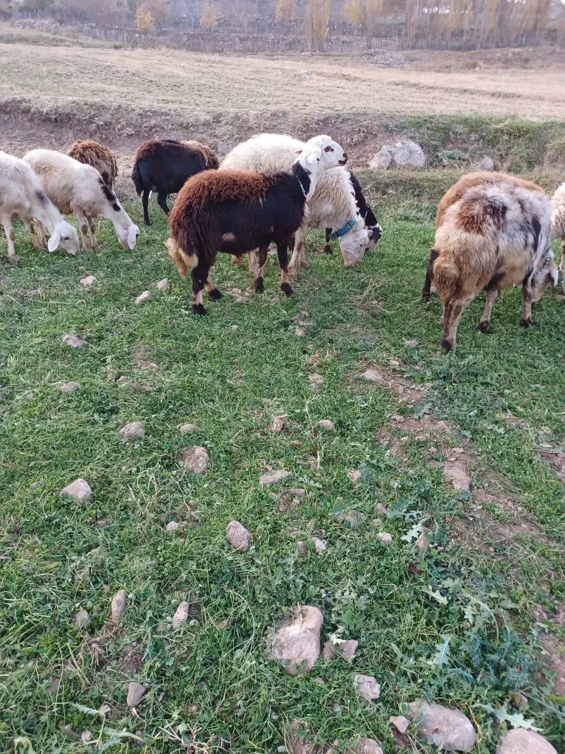 برقوچ ۸ماهه کله عروس|حیوانات مزرعه|بروجرد, |دیوار