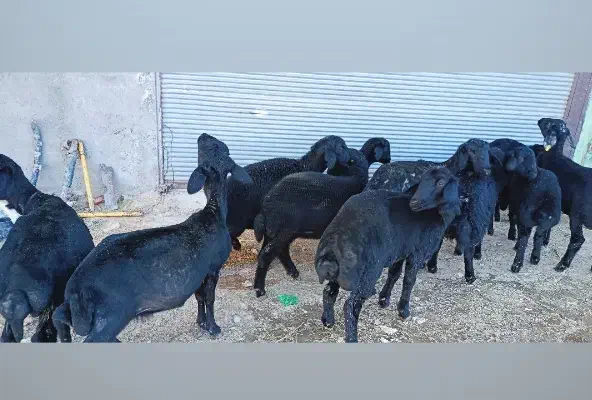 بره ماده قره قزل گوسفند میش قوچ شیشک افشار دوقلو|حیوانات مزرعه|قیدار, |دیوار