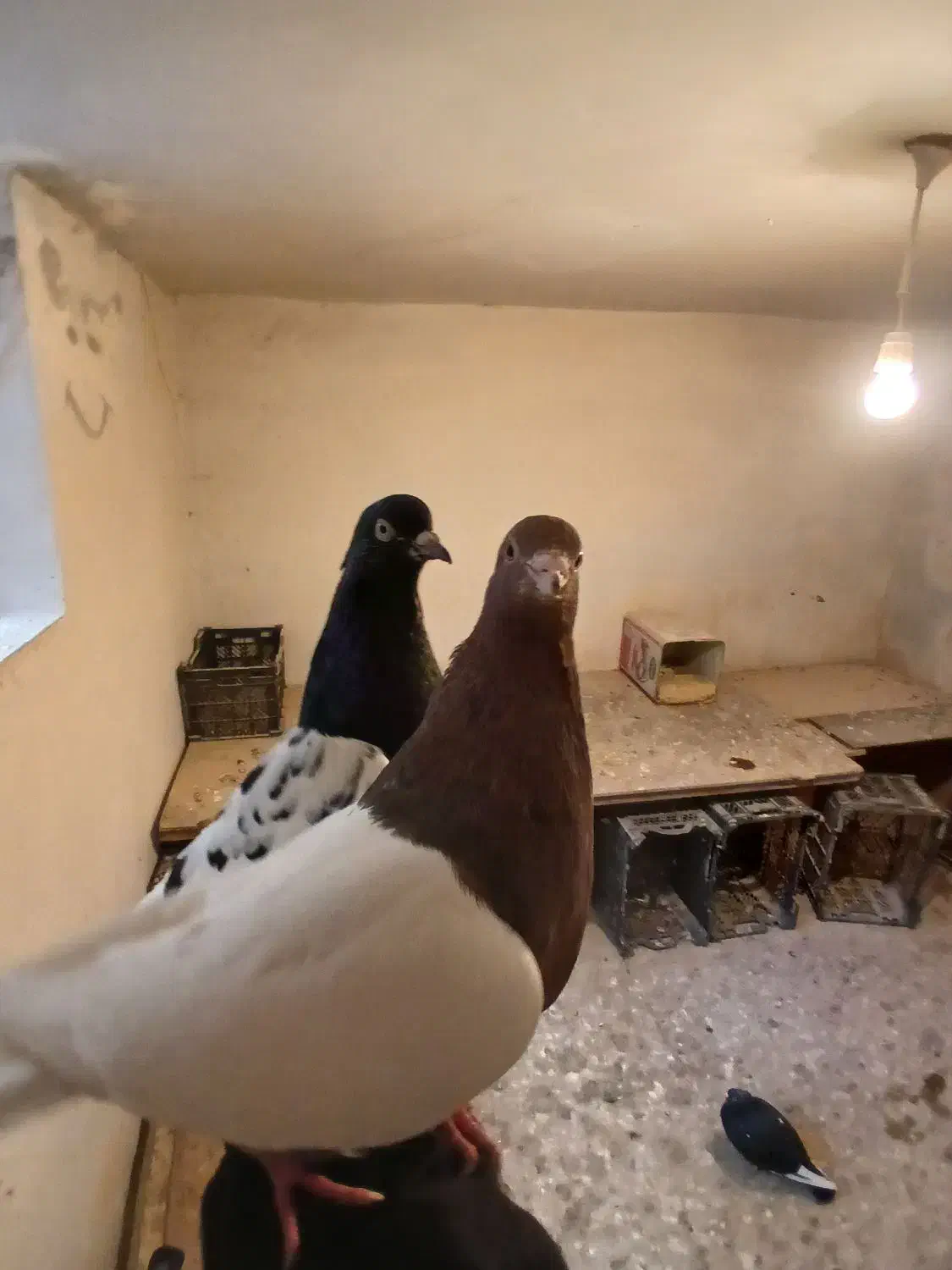 یک جفت سینه مشکی و سینه سرخ|پرنده|طرقبه, |دیوار