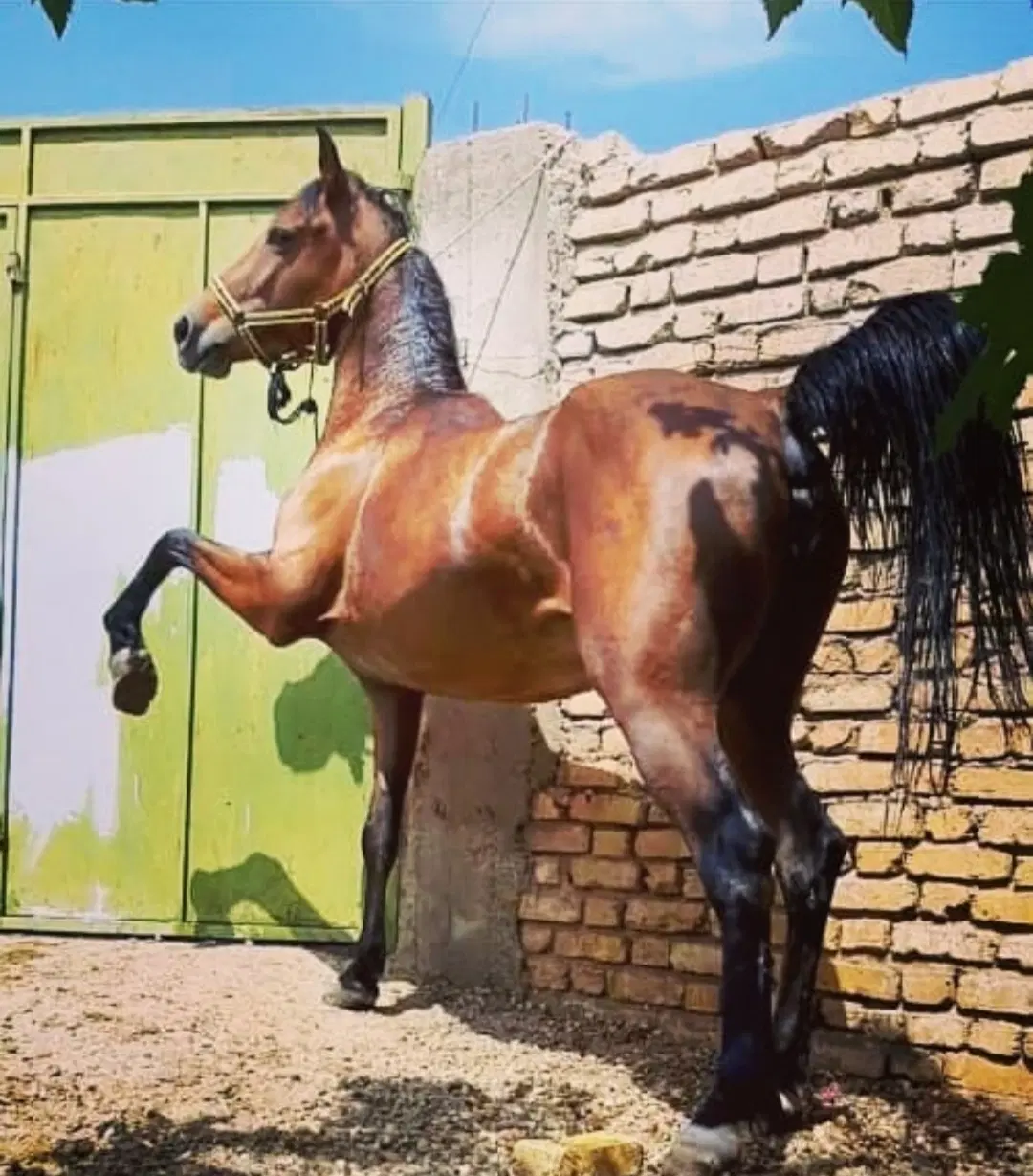 اسب|اسب و تجهیزات اسبسواری|شیراز, کوشک بیدک|دیوار