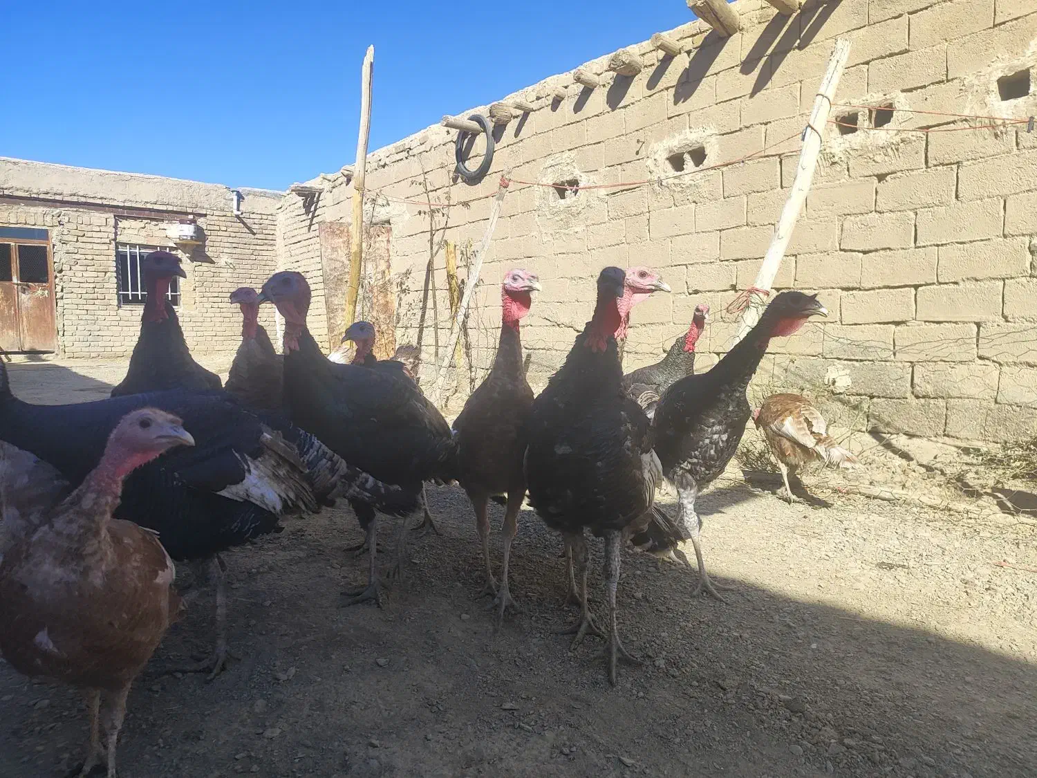 بوقلمو|حیوانات مزرعه|شراء, |دیوار