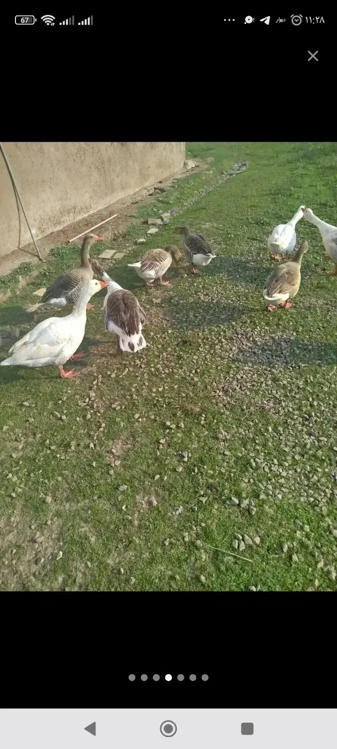 غاز محلی جوان|حیوانات مزرعه|فومن, |دیوار