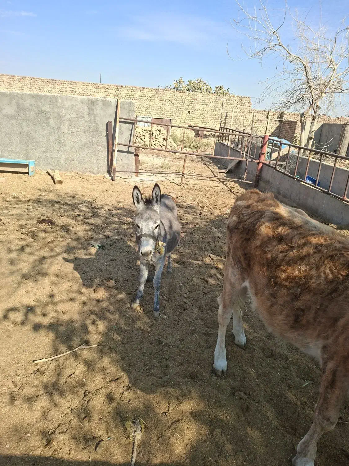 خر ماده|حیوانات مزرعه|قنوات, |دیوار