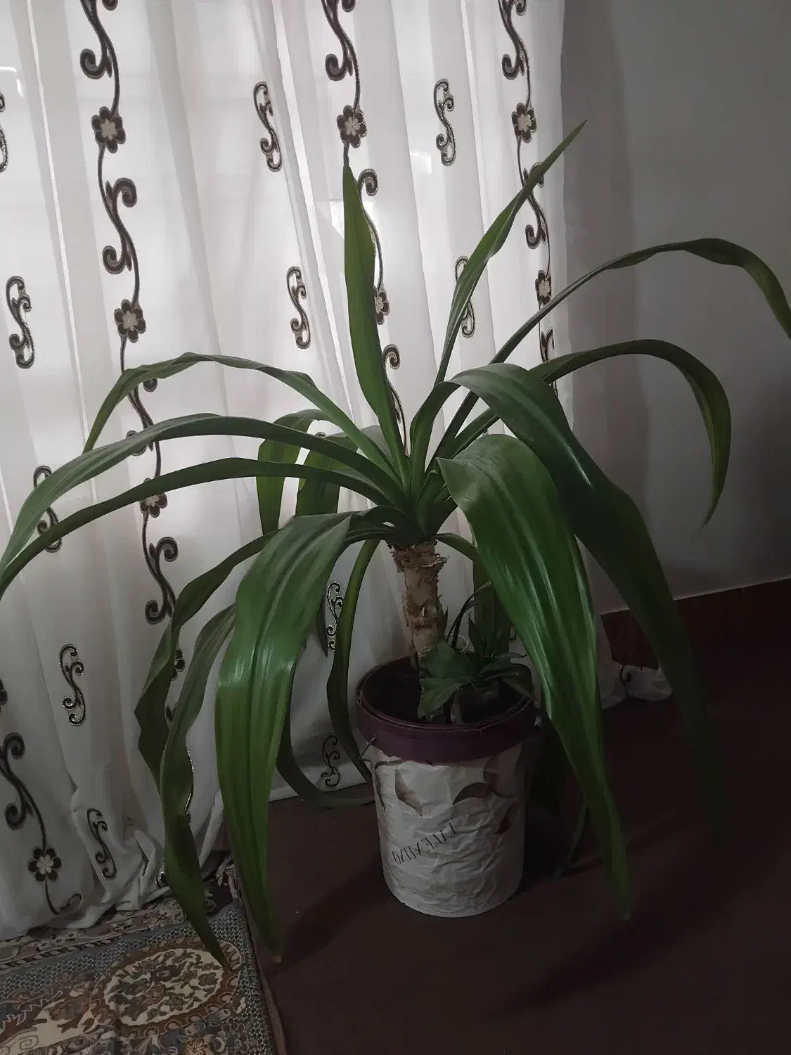 گل طبیعی سوسن عنکبوتی|گل و گیاه طبیعی|بروجرد, |دیوار