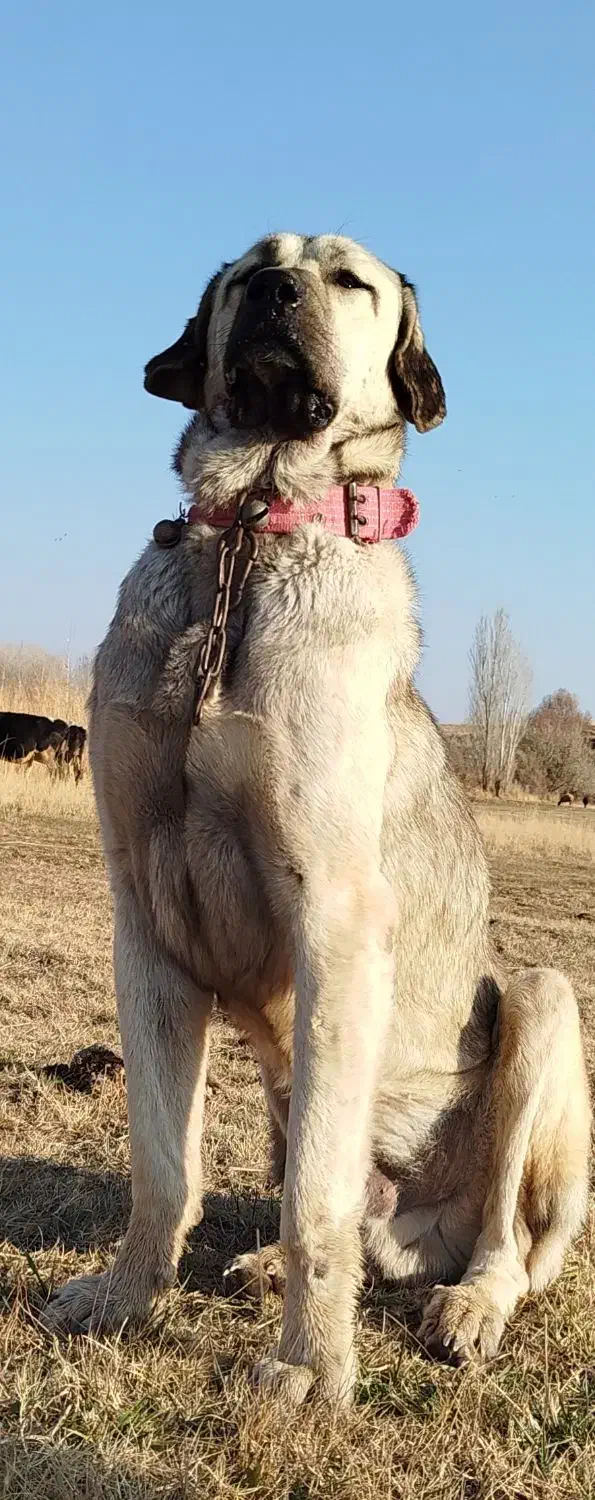 سگ پژدر نر|سگ|کرانی, |دیوار