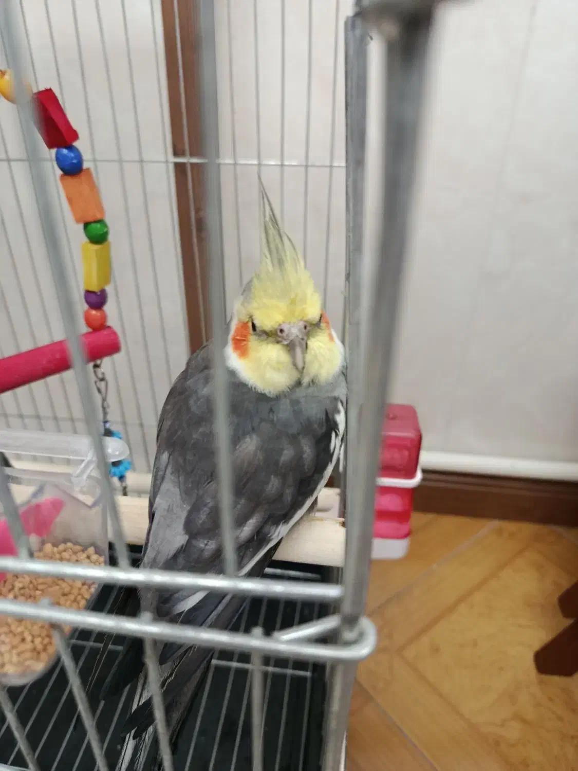 عروس هلندی|پرنده|محمدشهر, کوی بهار|دیوار