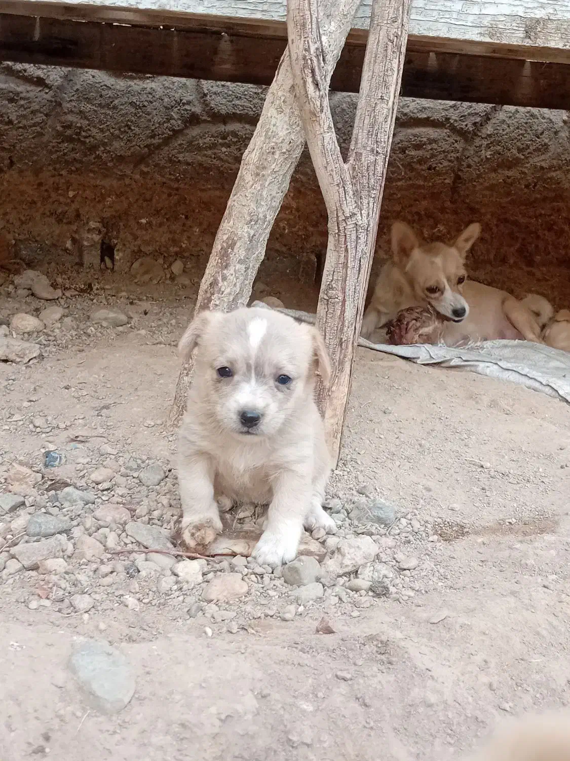 واگزاری پامر اشپیتز|سگ|تبریز, |دیوار