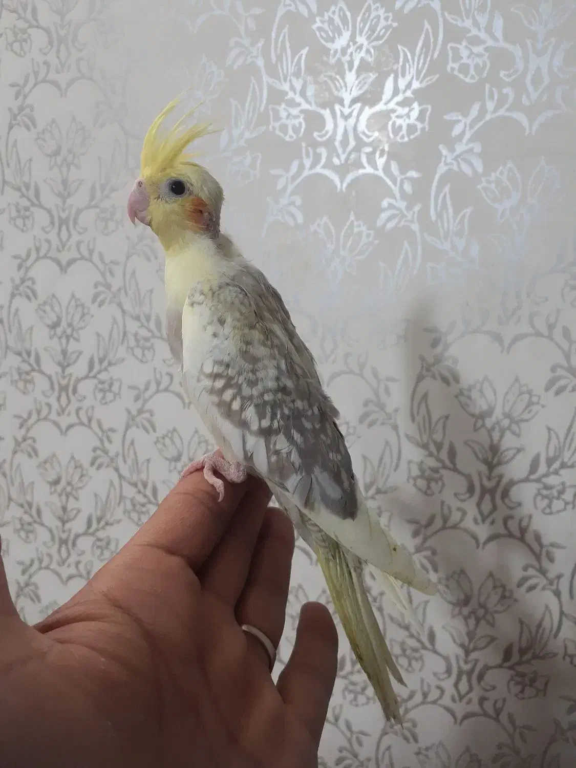 عروس هلندی|پرنده|سیرجان, |دیوار