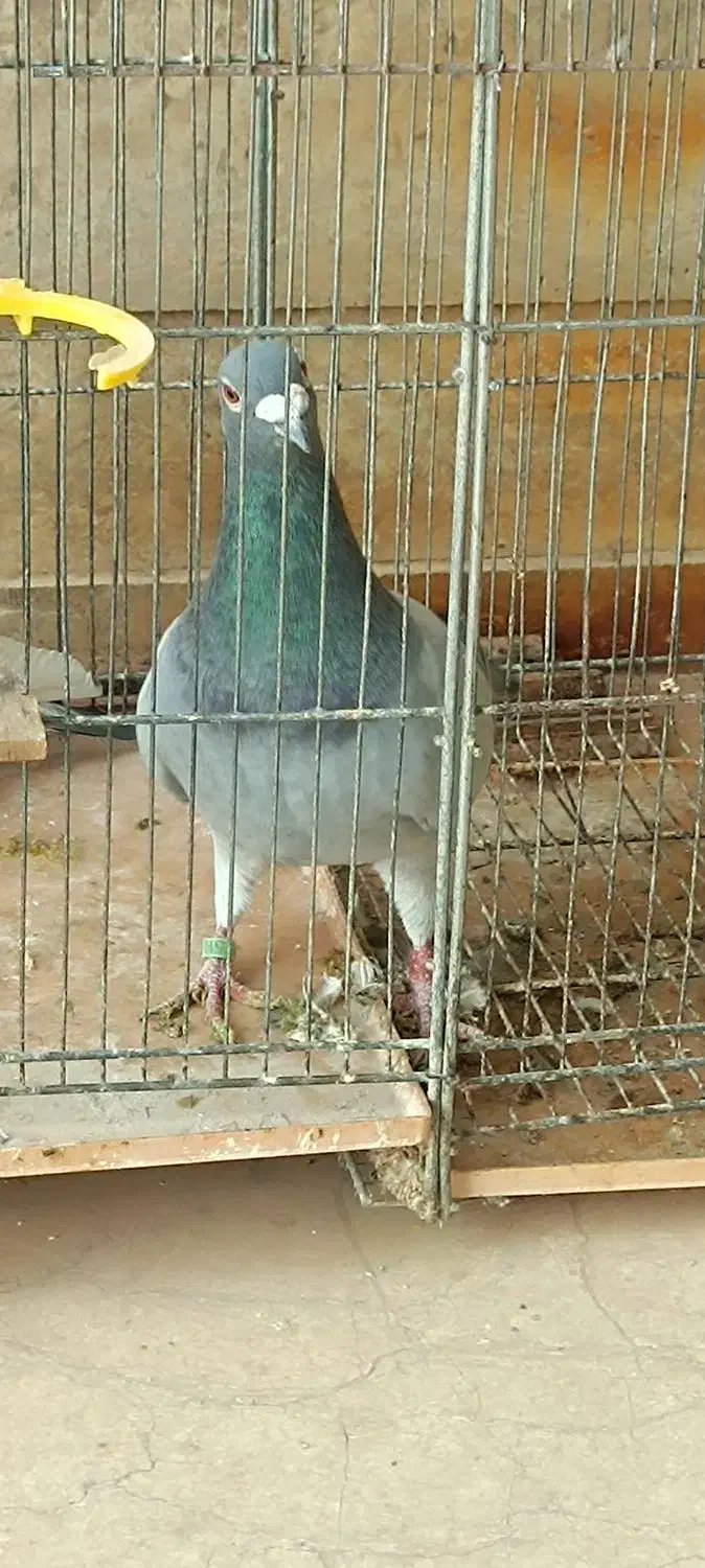 کبوتر یا کفتر پلاکی وپاکستانی|پرنده|پرند, فاز ۳|دیوار