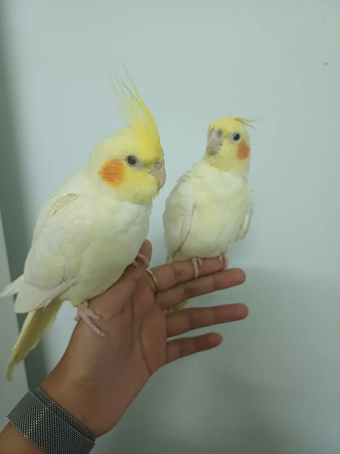 جوجه عروس هلندی|پرنده|طرقبه, |دیوار