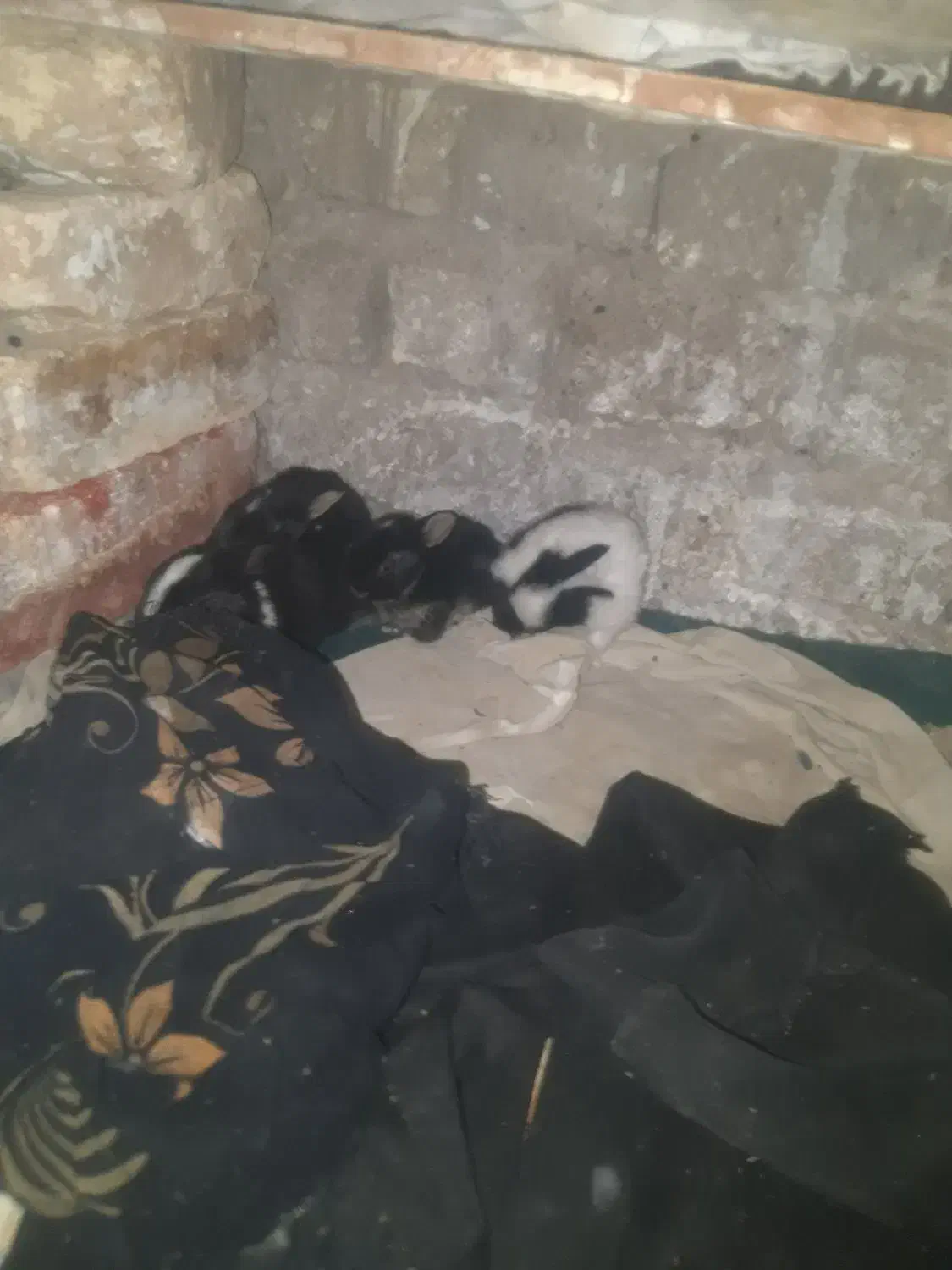 باسلام فروش خرگوش نازو کوچک اندازه کف دست|موش و خرگوش|مهریز, |دیوار