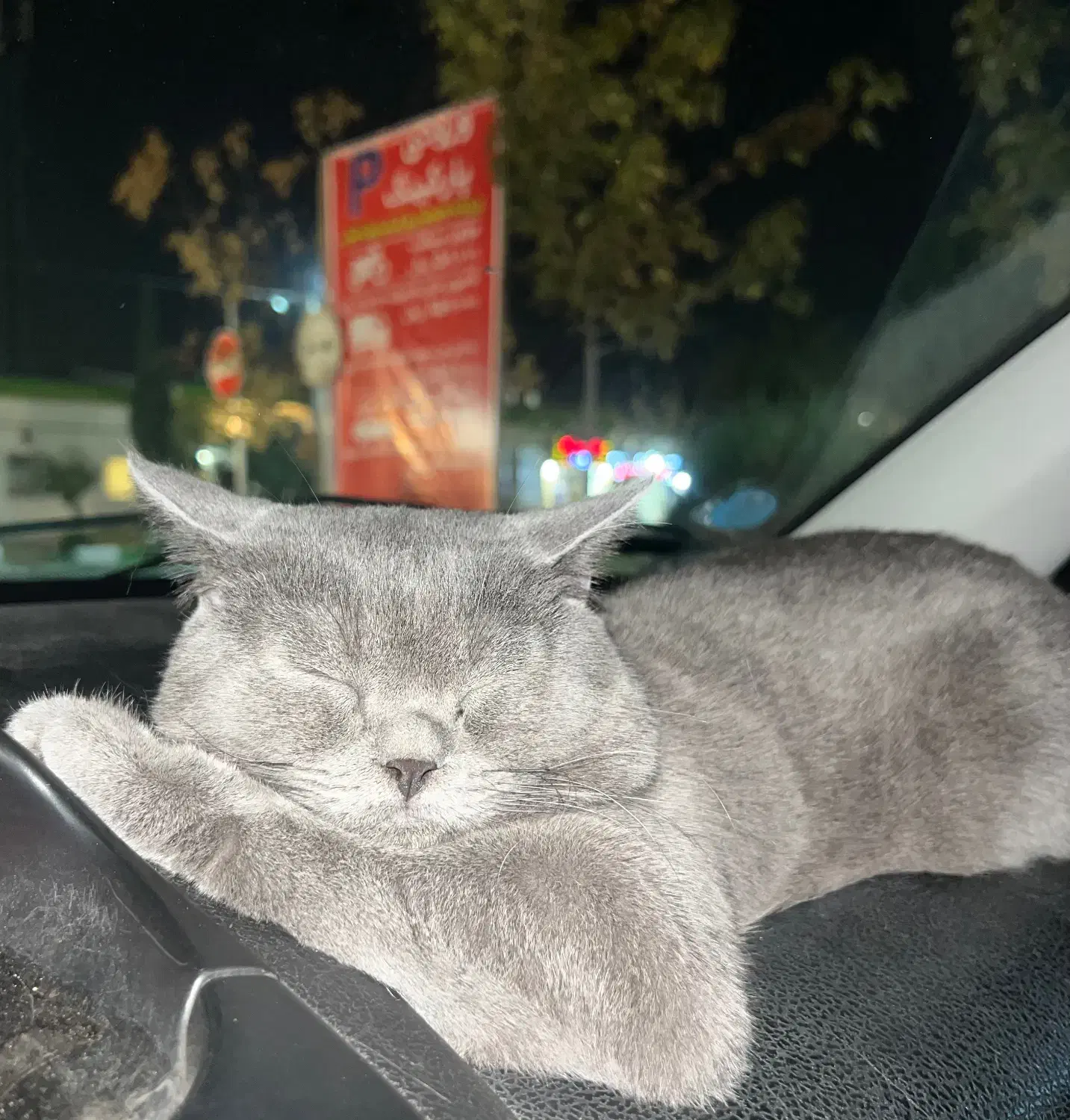 گربه بریتیش (جفت گیری)|گربه|گرگان, |دیوار