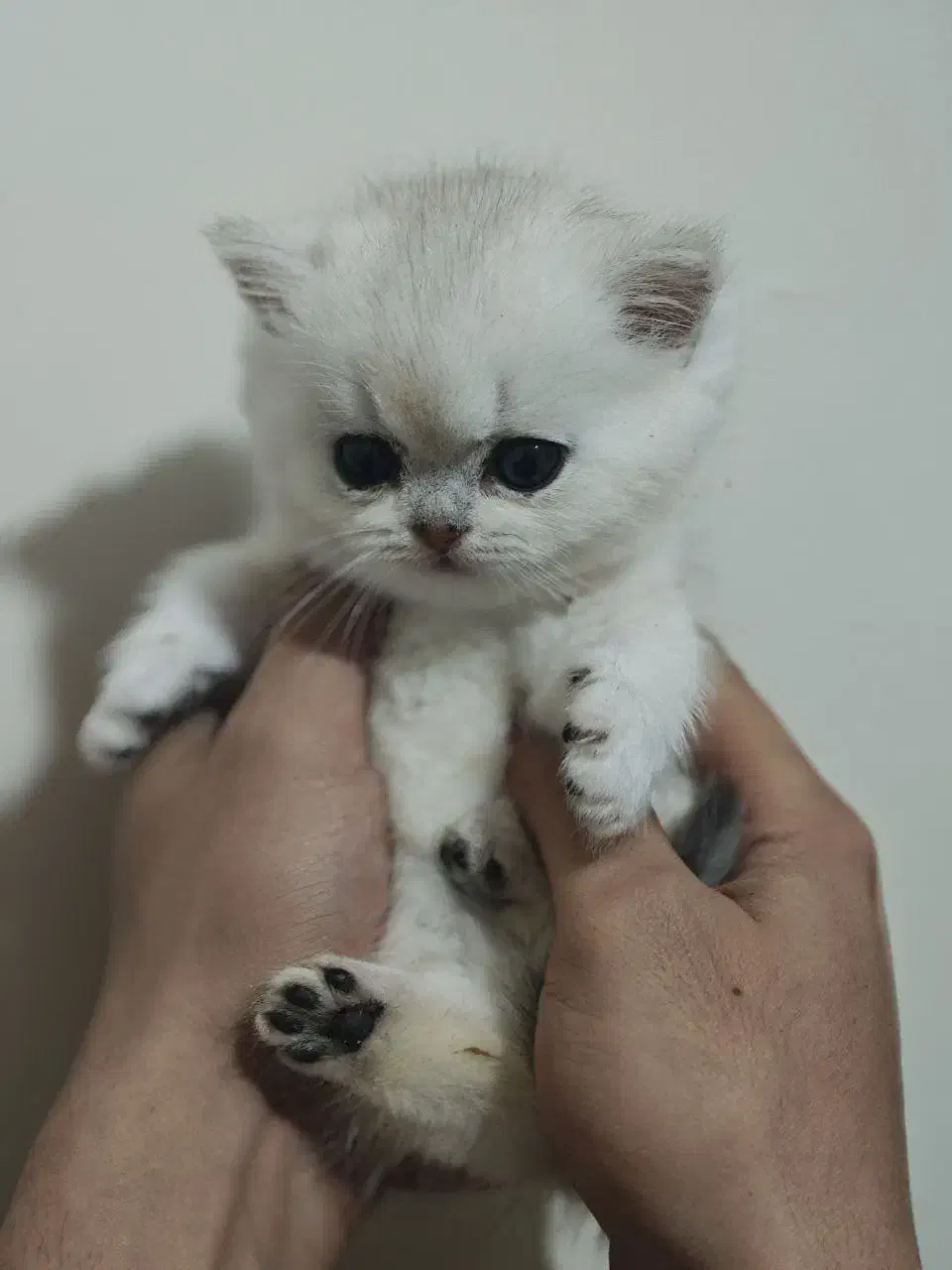 بریتیش سیلور|گربه|تهران, توحید|دیوار