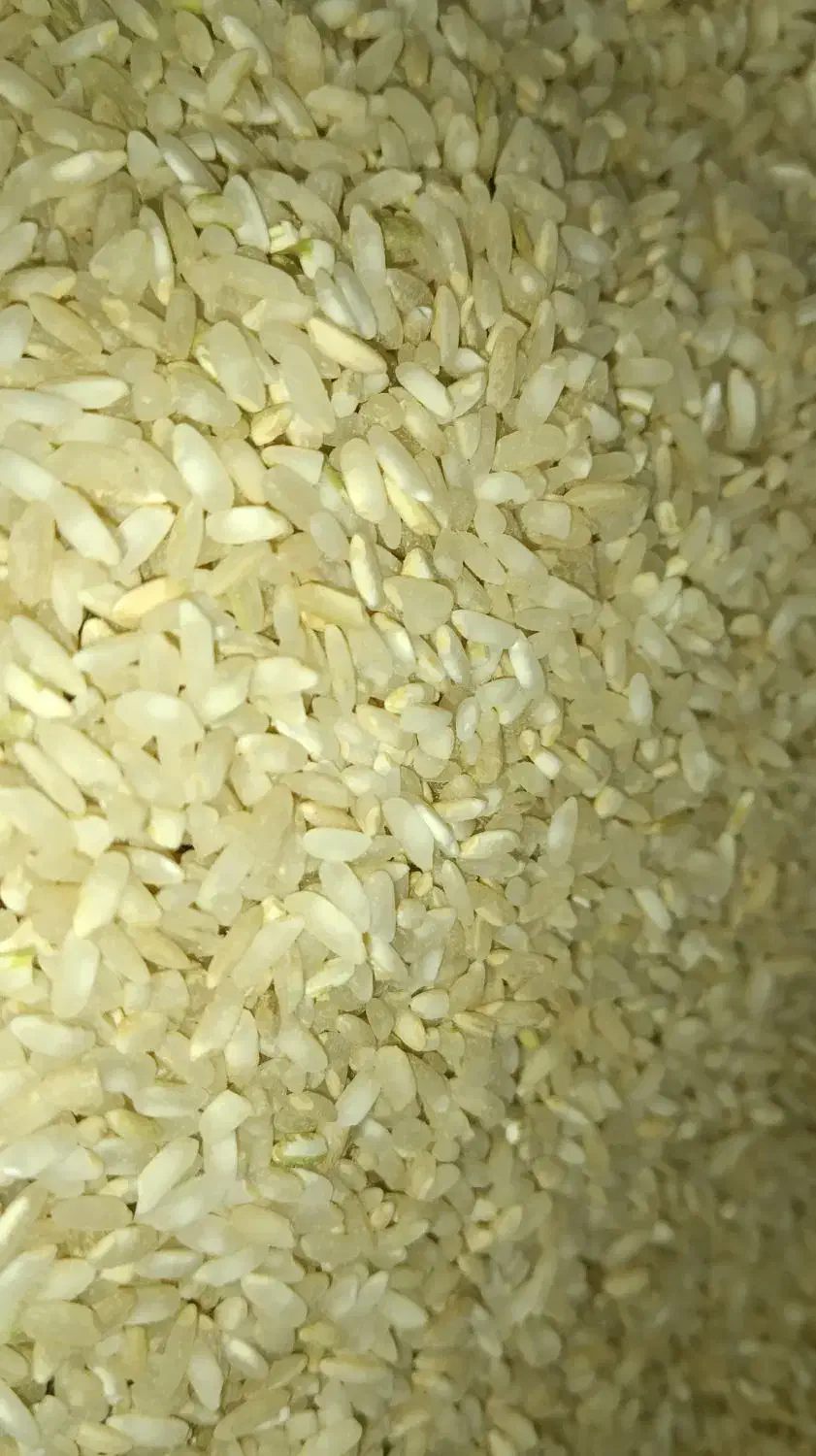 برنج چمپا چیتاب و صالحون|خوردنی و آشامیدنی|یاسوج, |دیوار