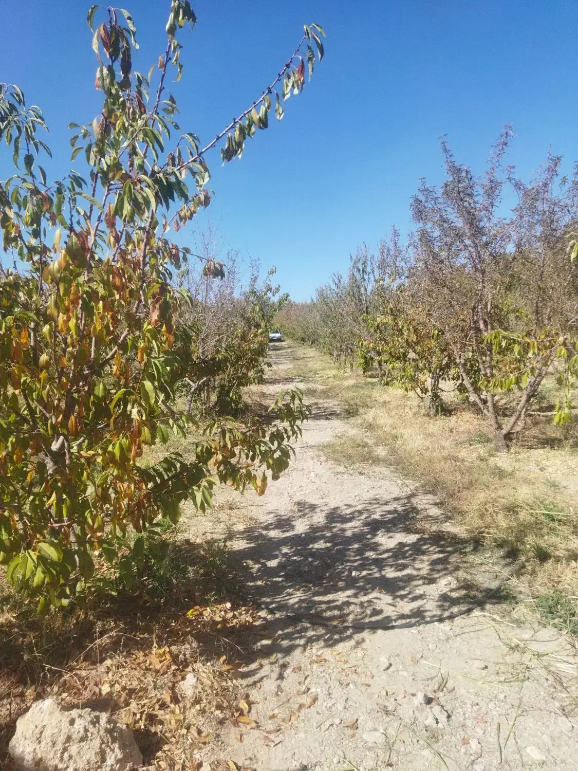 باغ نقلی میوه|فروش زمین و ملک کلنگی|شاهین‌شهر, پاسداران|دیوار