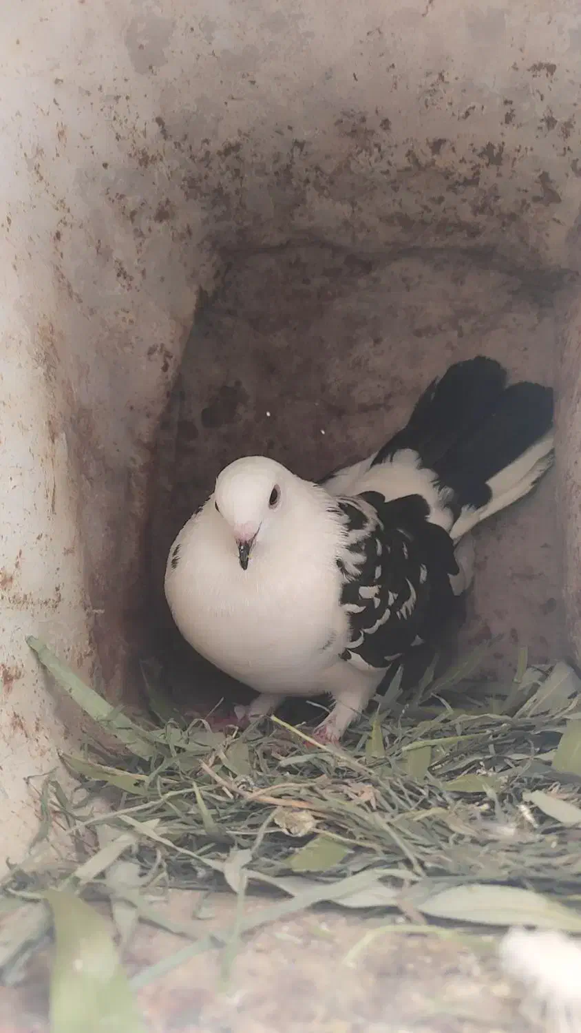 کبوتر گمشده|پرنده|لردگان, |دیوار