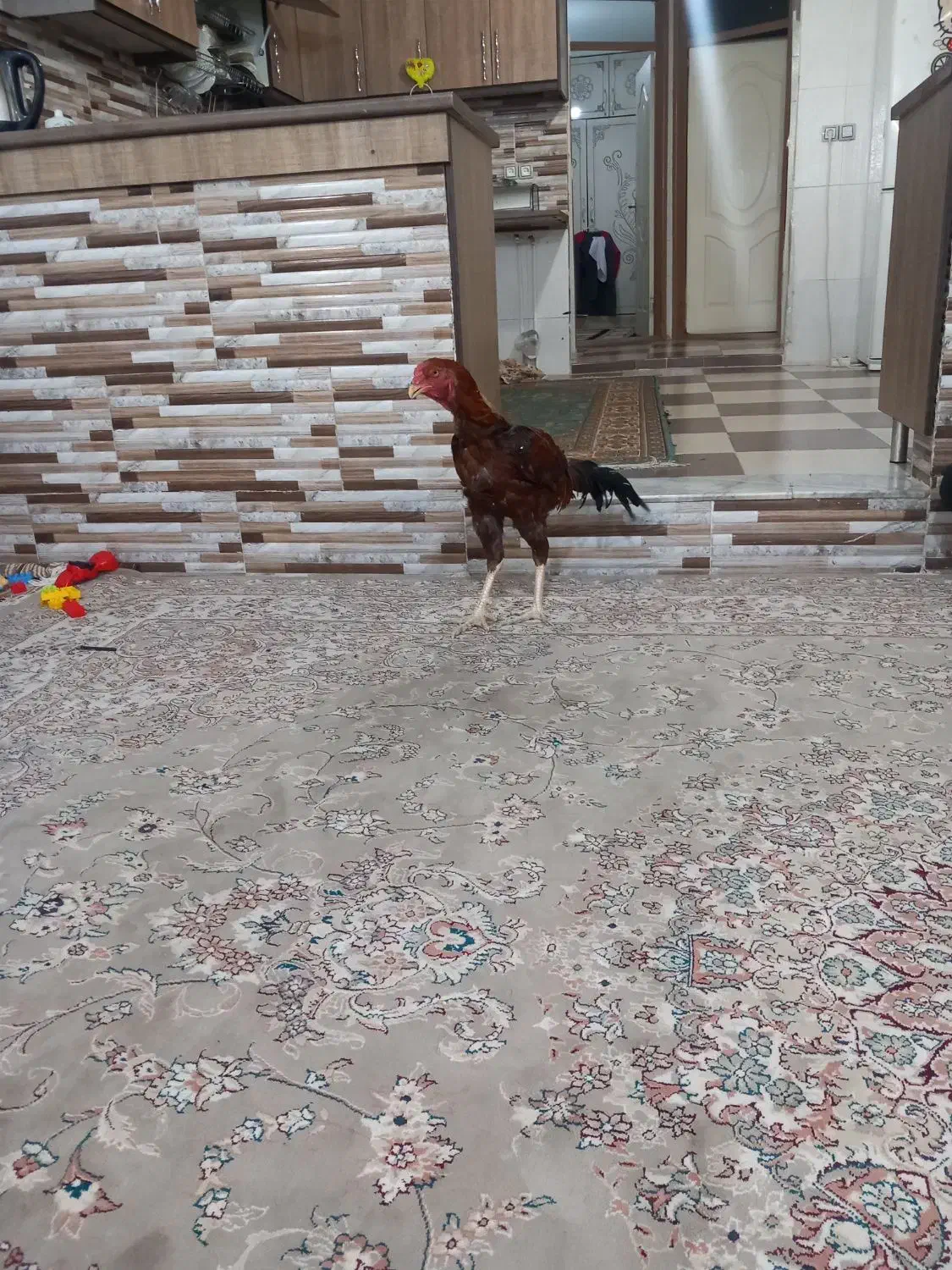 خروس لاری ۴دنگ|حیوانات مزرعه|سبزوار, باهنر|دیوار