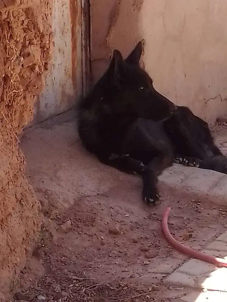 سگ ژرمن بلک|سگ|کرمان, |دیوار