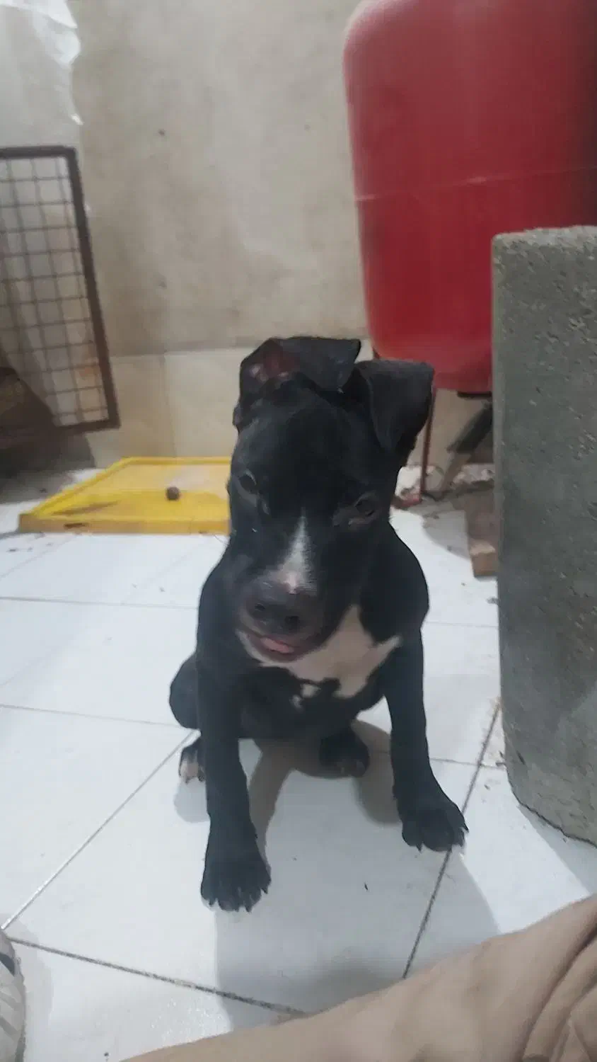 واگذاری تماس بگیرید لطفا|سگ|شهریار, شهریار|دیوار