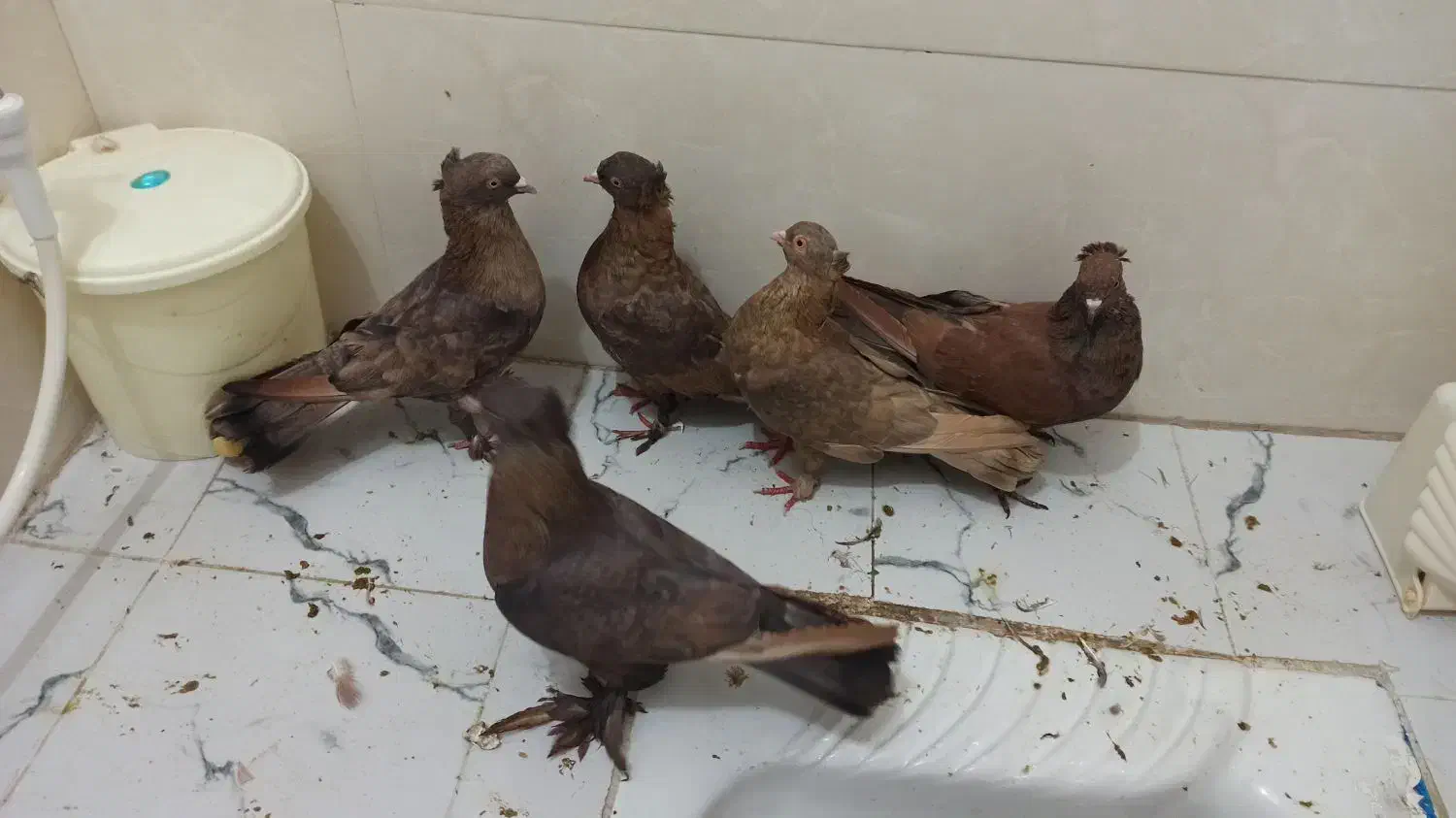 کبوتر|پرنده|شاهینشهر, شهرک هشت بهشت|دیوار