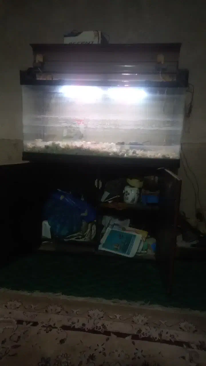 آکواریوم|ماهی|زارچ, |دیوار