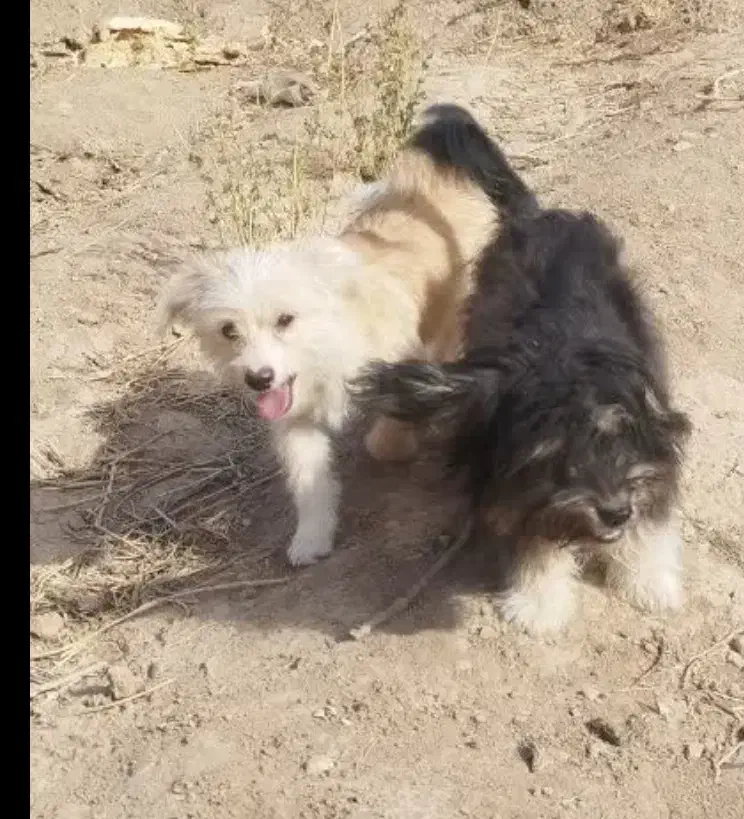 سگ نر و ماده|سگ|سمنان, |دیوار