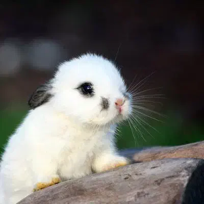 خرگوش لوپ فنجونی|موش و خرگوش|صوفیان, |دیوار