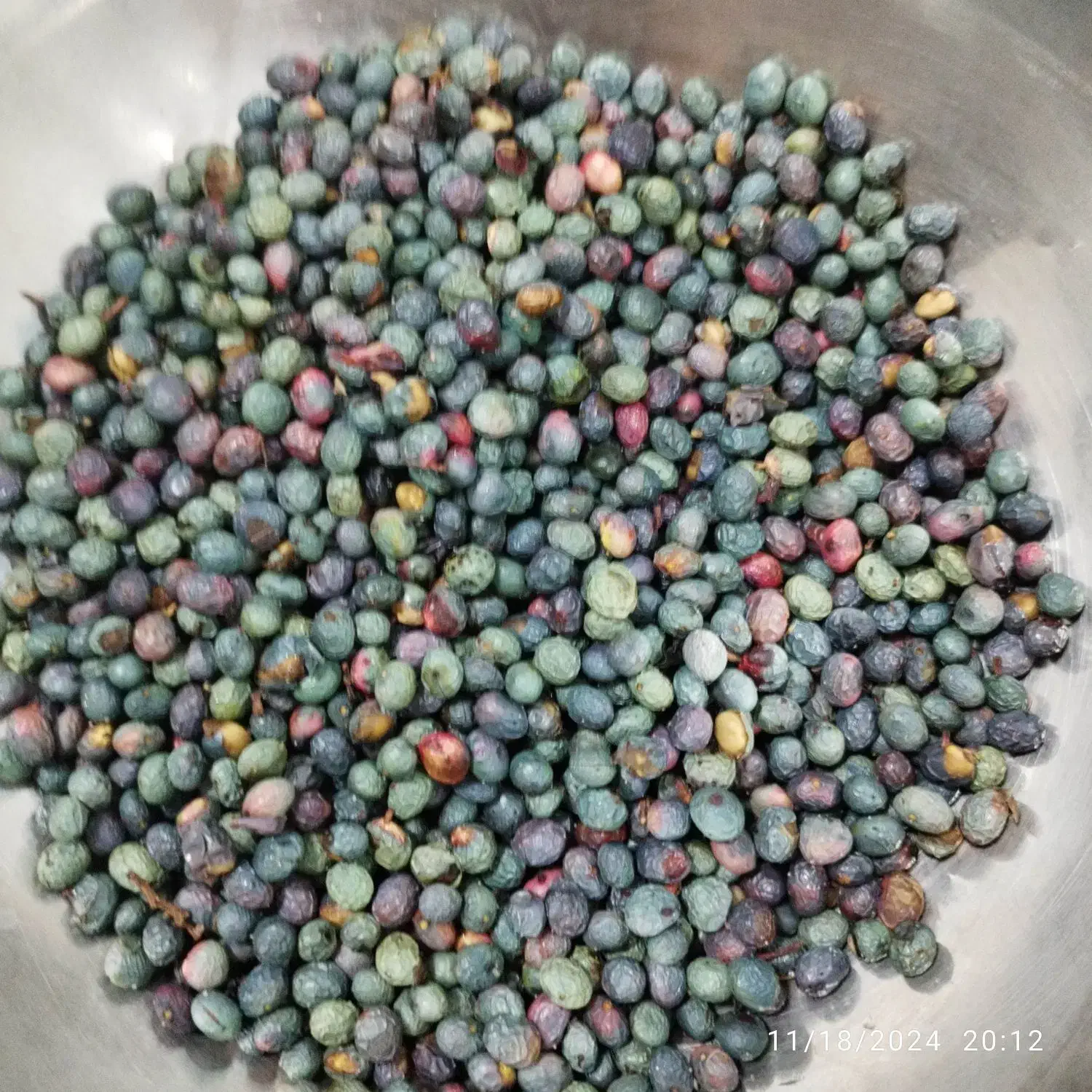 بنه تر ، سبز تازه|خوردنی و آشامیدنی|شیراز, طلاب|دیوار