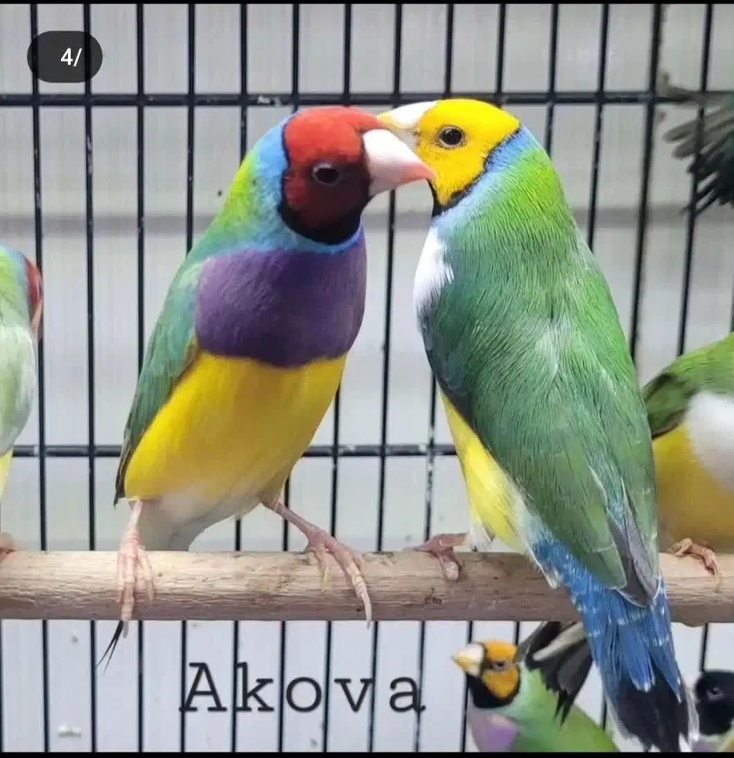 فنچ گلدین|پرنده|تبریز, |دیوار