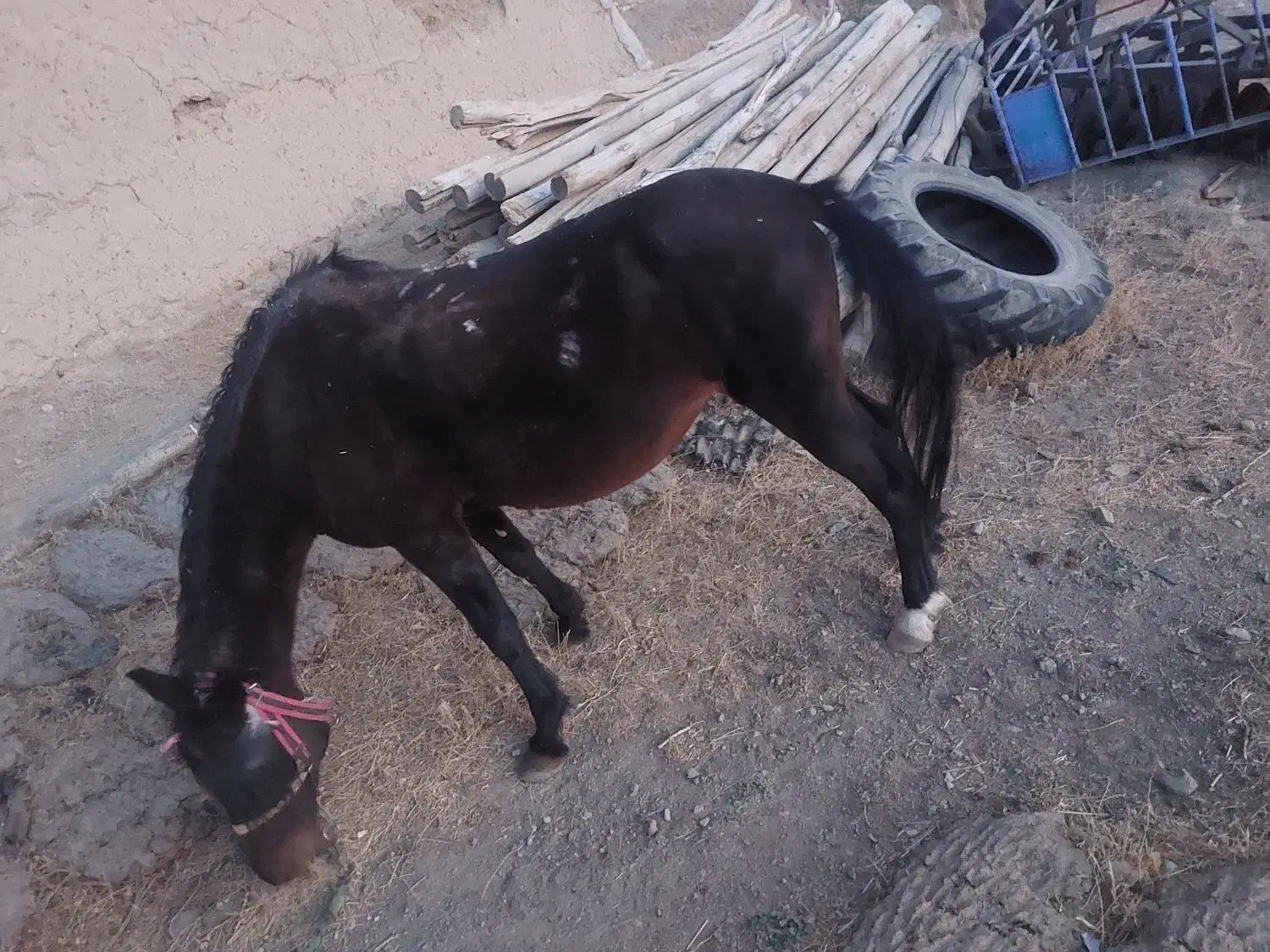 مادیون ۶سال ابستن از یه اسب کورد بسیار ارام ونجیب|اسب و تجهیزات اسب‌سواری|دهگلان, |دیوار