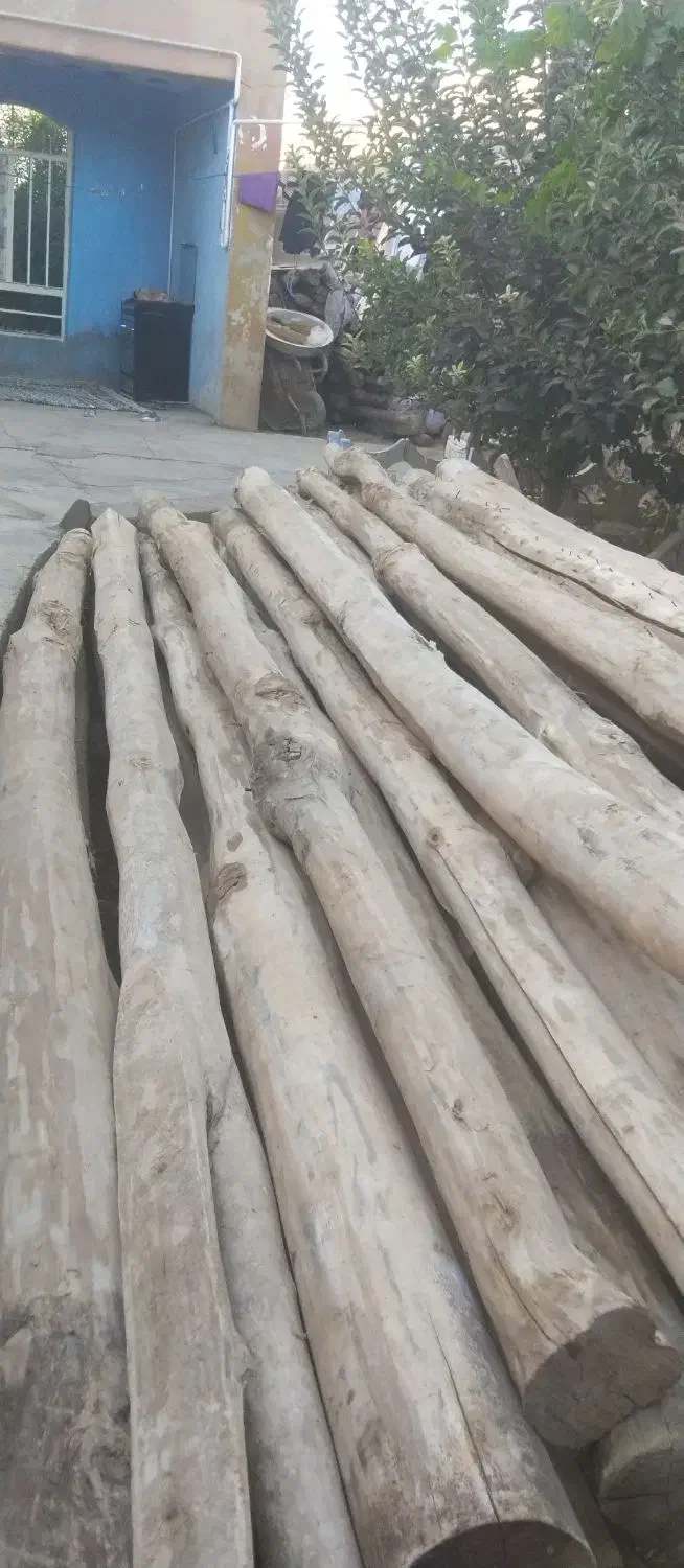 خرید انواع چوب درخت وریشه مو|خدمات باغبانی و درختکاری|کشاورز, |دیوار