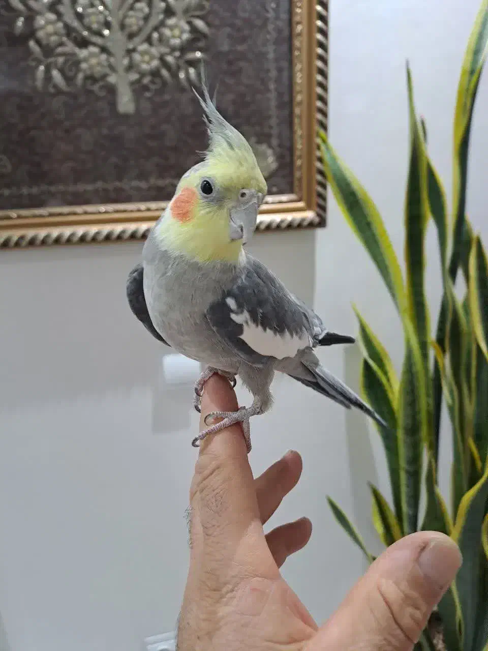 یه جفت عروس هلندی خوشگل و بازیگوش|پرنده|اصفهان, مهدی آباد|دیوار