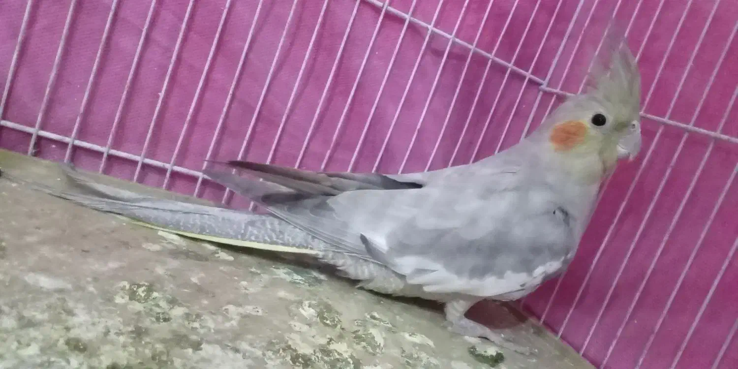 عروس|پرنده|باخزر, |دیوار