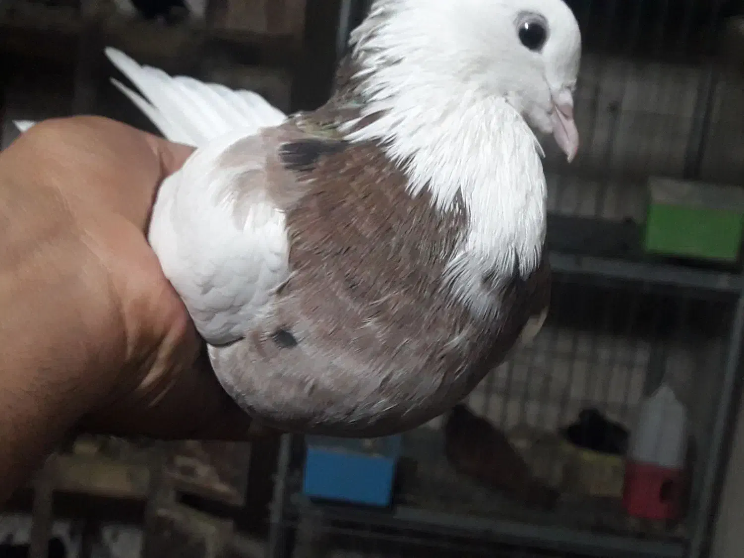 طوقی|پرنده|مسجد سلیمان, |دیوار