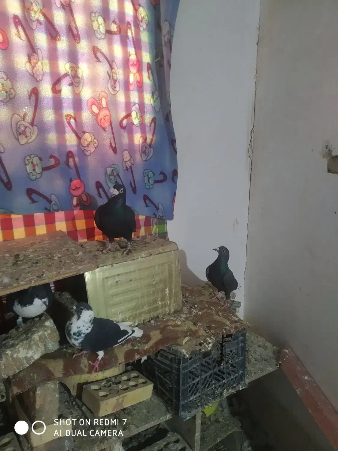 کفتر زاجر|پرنده|زارچ, |دیوار