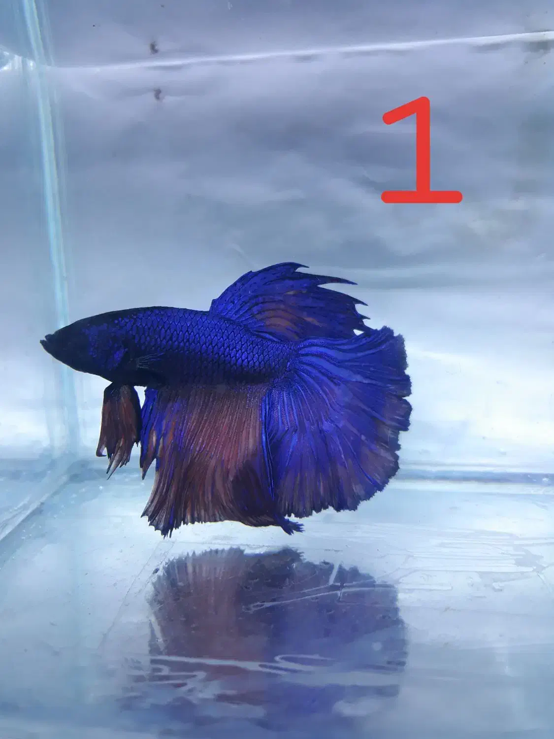 ماهی فایتر نر|ماهی|رفسنجان, |دیوار