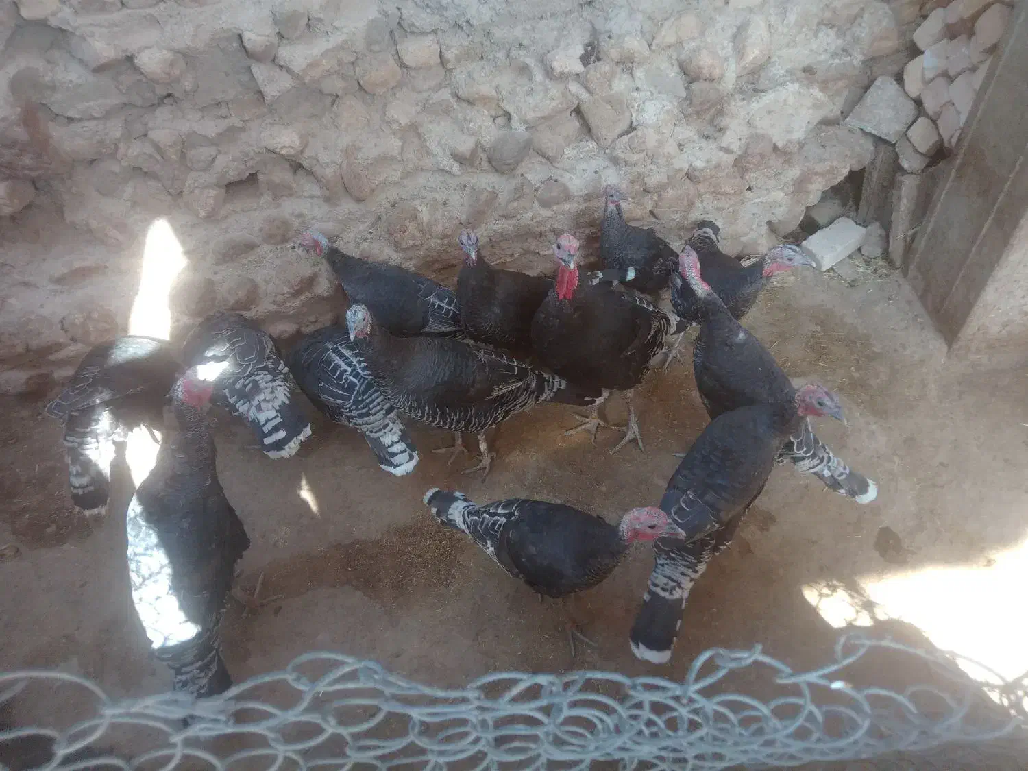 بوقلمون های جوان|حیوانات مزرعه|قیدار, |دیوار