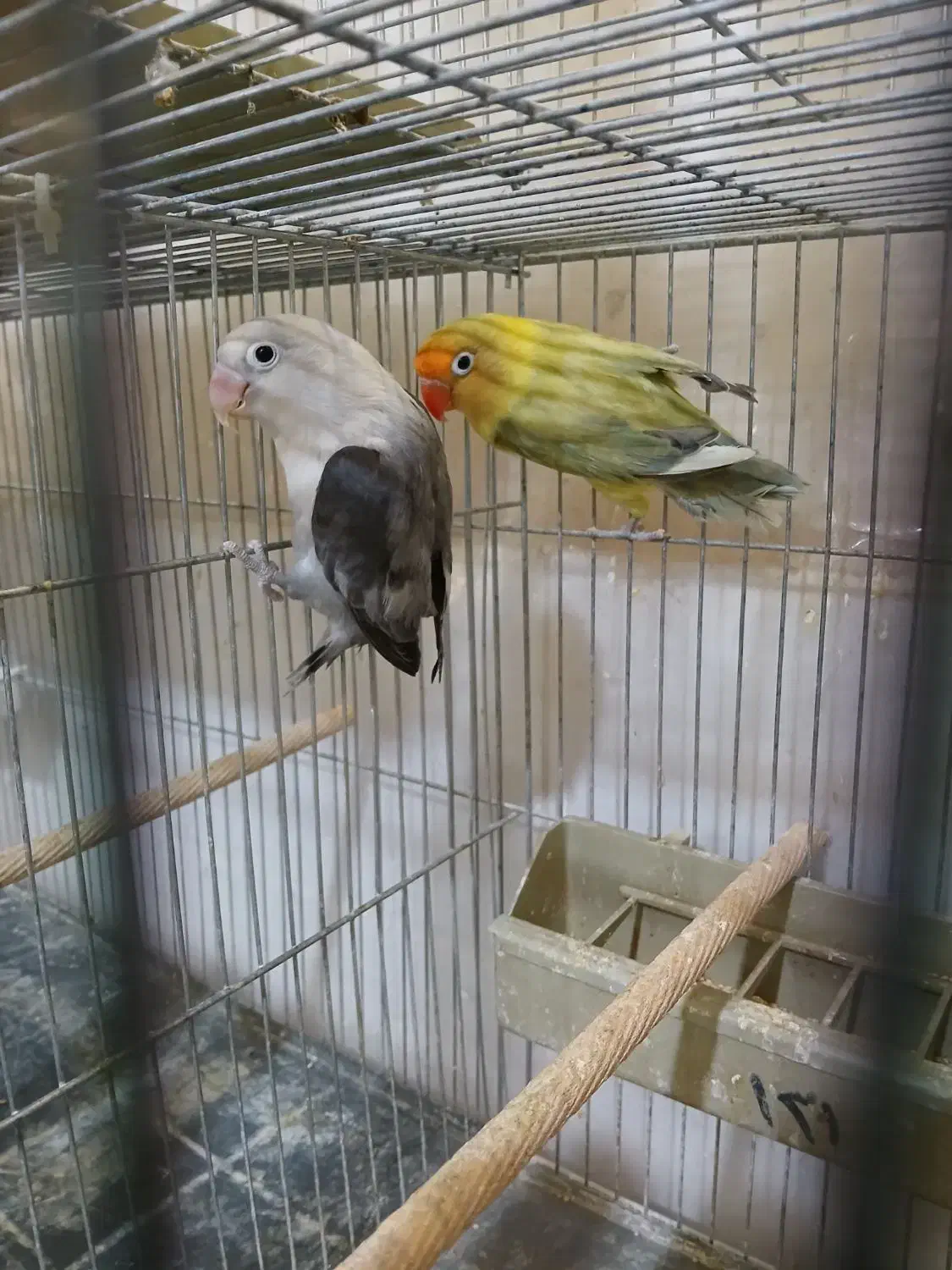 جفت کوتولهمولدپاربلو دبل فکتور وپاربلوبلک سرسفید|پرنده|قم, مهر آباد|دیوار