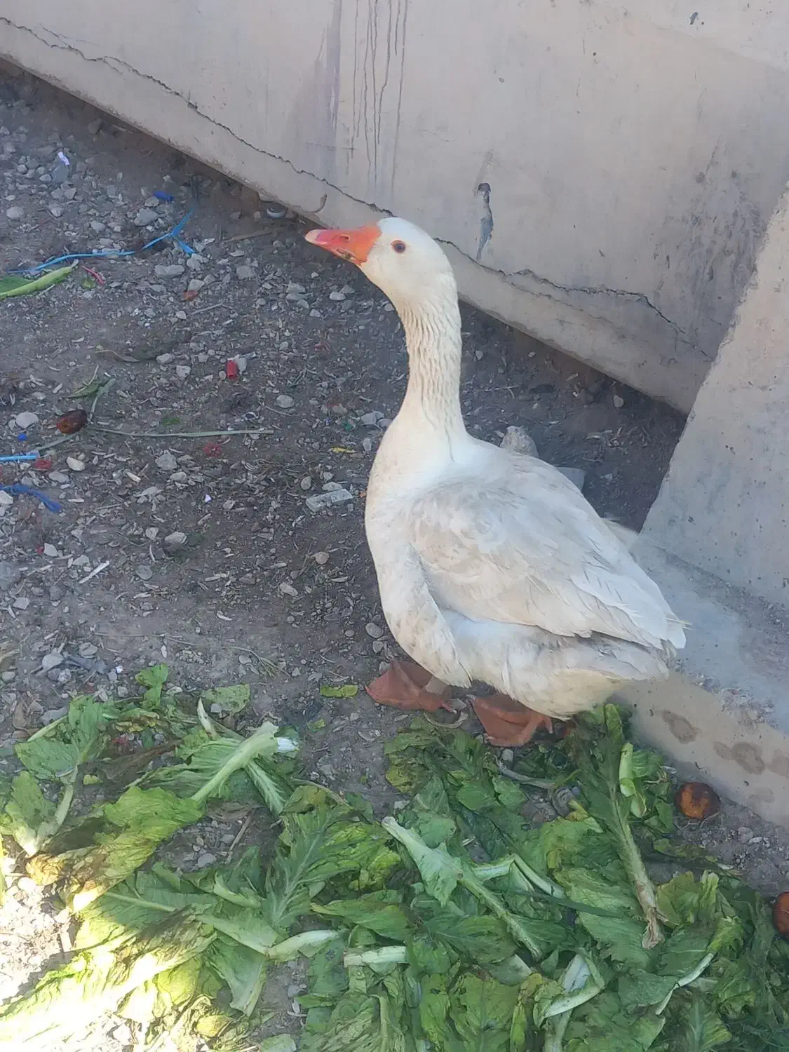 غاز|حیوانات مزرعه|اهواز, فتح|دیوار