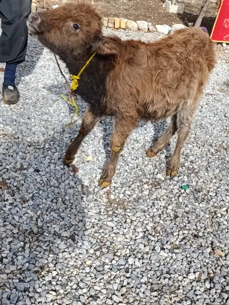 فروش گوساله به شرط سالمی|حیوانات مزرعه|خاوه, |دیوار