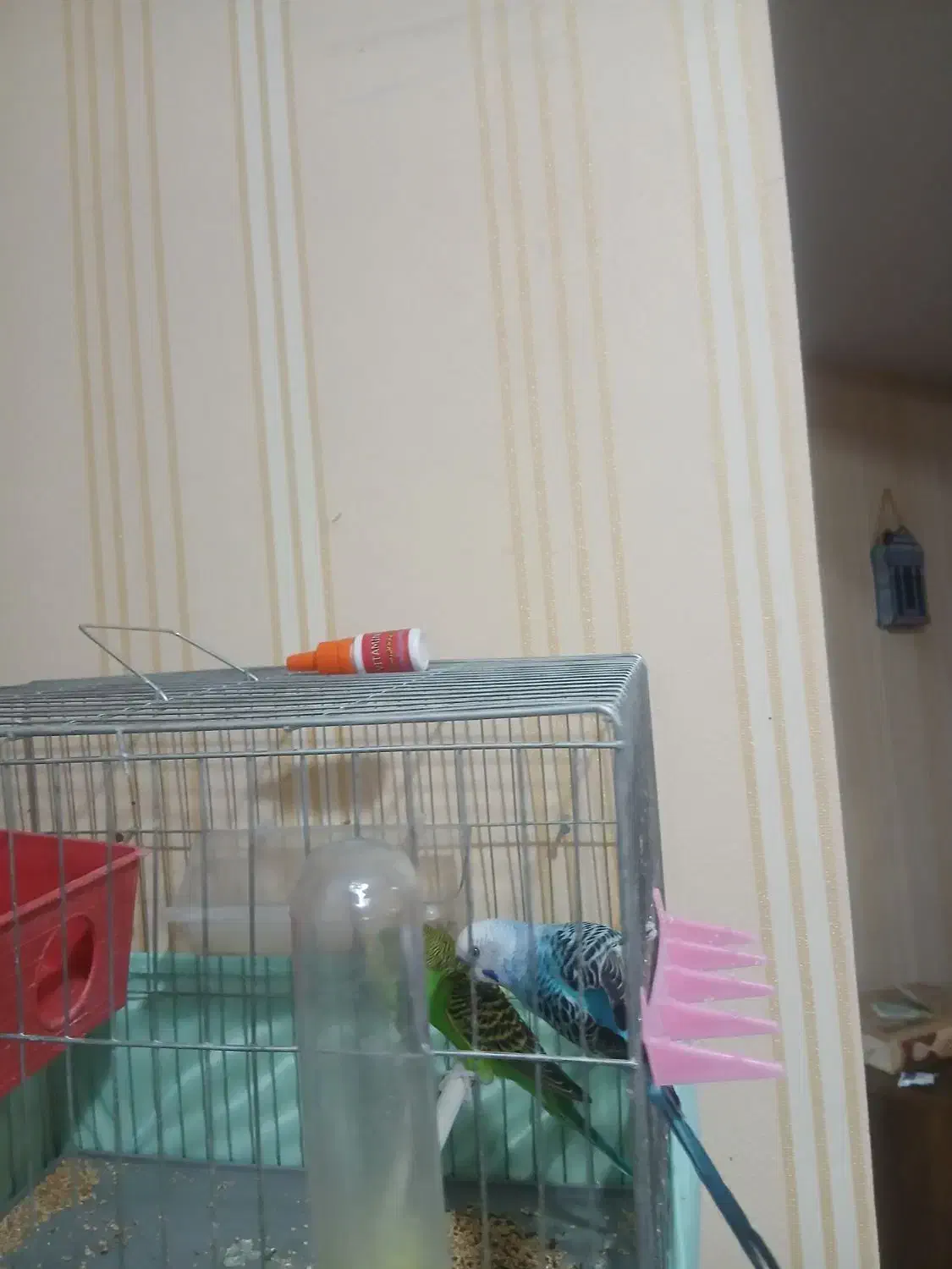 مرغ عشق|پرنده|تهران, قصر فیروزه ۲|دیوار