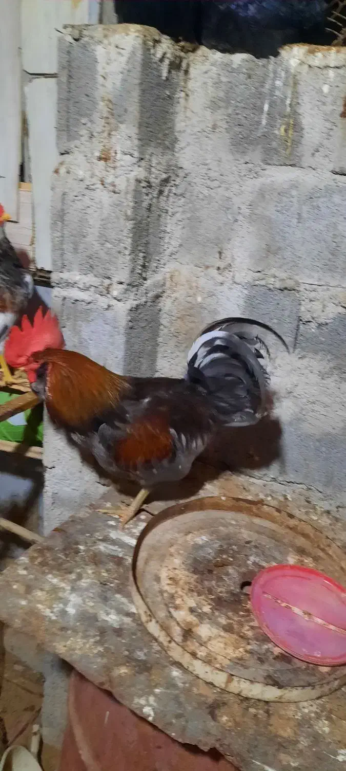 خروس|حیوانات مزرعه|بوشهر, |دیوار