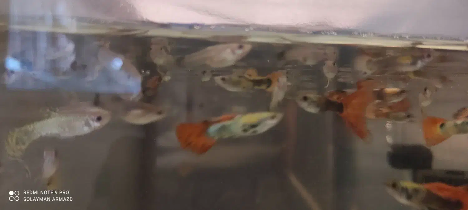 ماهی مخصوص شب یلدا|ماهی|بندرعباس, |دیوار