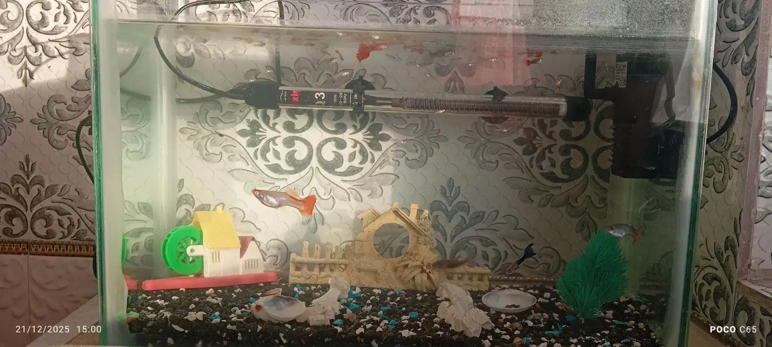 آکواریوم ماهی|ماهی|مشهد, ثامن|دیوار