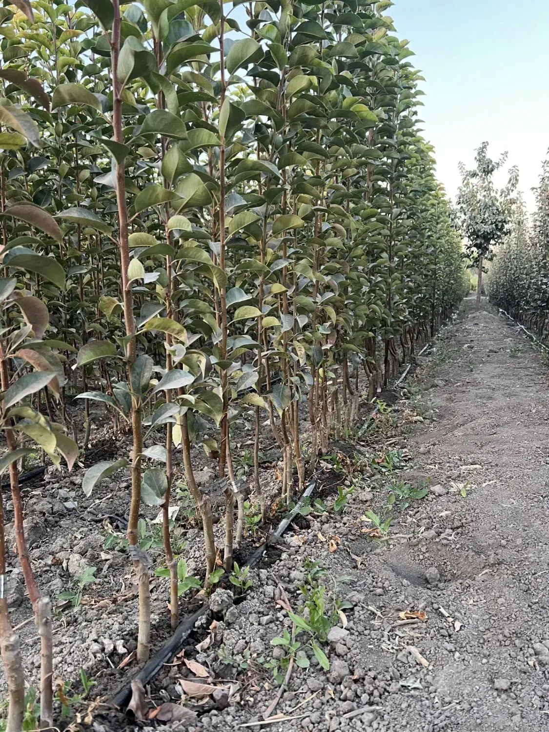 نهالستان ایران سبزنهال|گل و گیاه طبیعی|میاندوآب, |دیوار