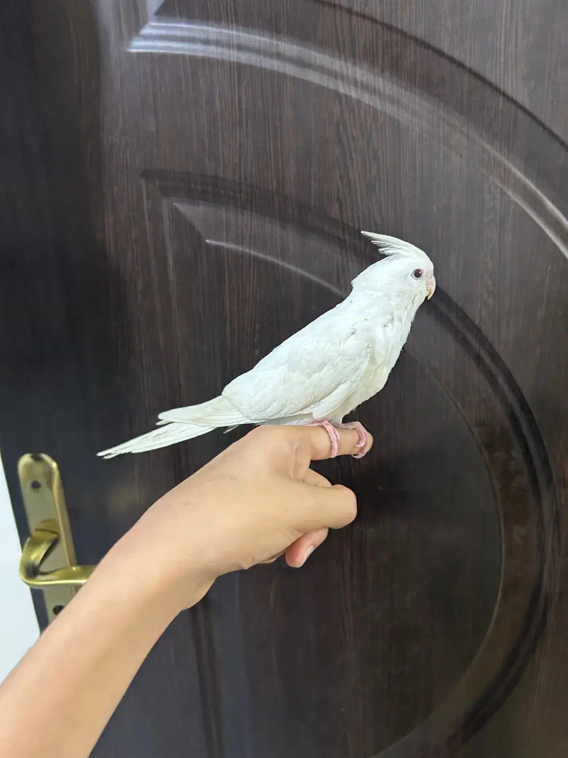 عروس هلندی البینو دستی چلوندنی|پرنده|شوش, |دیوار