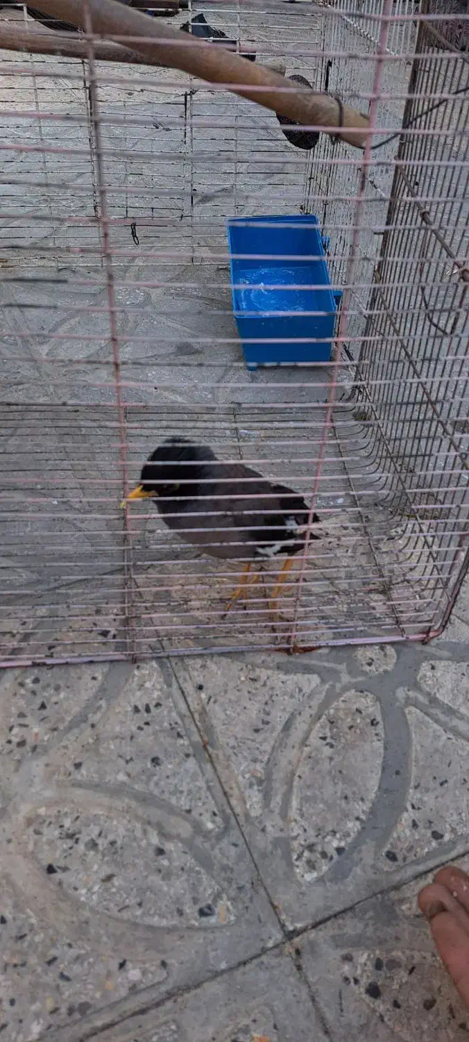 مرغ مینا جوجه|پرنده|فسا, |دیوار